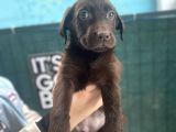 Eşsi̇z Chocolate Labrador Bebekler
