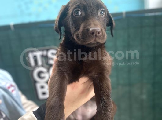 Eşsi̇z Chocolate Labrador Bebekler görsel