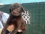 Eşsi̇z Chocolate Labrador Bebekler