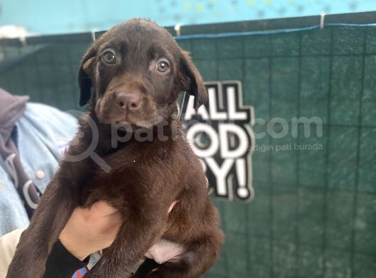 Eşsi̇z Chocolate Labrador Bebekler görsel