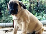 PresaCanario fawn bebekler