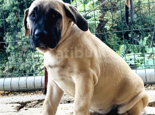 Presacanario Fawn Bebekler