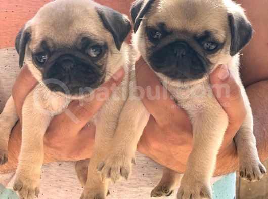 Orjinal Basık Burun Gül Kuyruk Dişi Ve Erkek Pug Yavrular