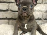 Muhteşem Güzellikte Ve Anatomide French Bulldog Blue Erkek Yavrumuz