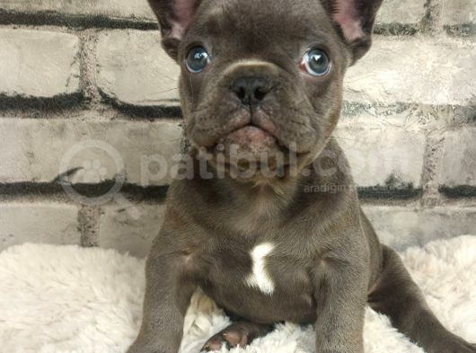 Muhteşem Güzellikte Ve Anatomide French Bulldog Blue Erkek Yavrumuz