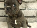 Muhteşem Güzellikte Ve Anatomide French Bulldog Blue Erkek Yavrumuz