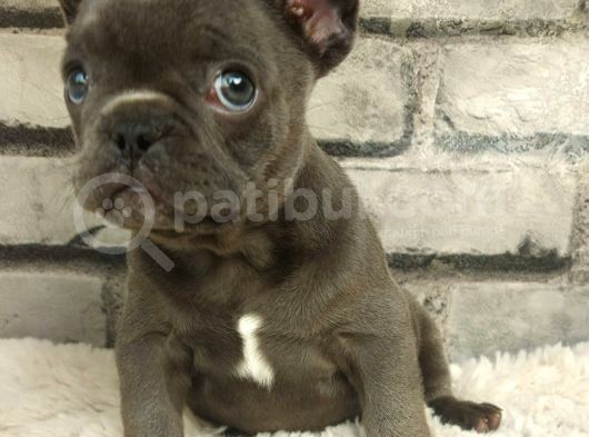 Muhteşem Güzellikte Ve Anatomide French Bulldog Blue Erkek Yavrumuz görsel