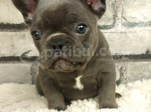 Muhteşem Güzellikte Ve Anatomide French Bulldog Blue Erkek Yavrumuz görsel