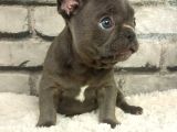 Muhteşem Güzellikte Ve Anatomide French Bulldog Blue Erkek Yavrumuz