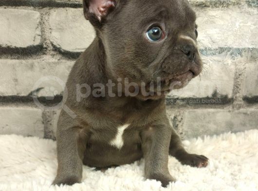 Muhteşem Güzellikte Ve Anatomide French Bulldog Blue Erkek Yavrumuz görsel