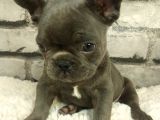 Muhteşem Güzellikte Ve Anatomide French Bulldog Blue Erkek Yavrumuz