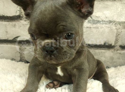 Muhteşem Güzellikte Ve Anatomide French Bulldog Blue Erkek Yavrumuz görsel