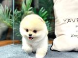 ŞOV KALİTE POMERANİAN BOO BEBEKLER