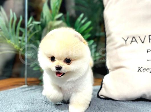 Şov Kali̇te Pomerani̇an Boo Bebekler