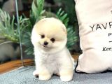 Şov Kali̇te Pomerani̇an Boo Bebekler