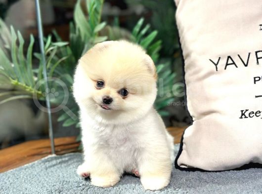 Şov Kali̇te Pomerani̇an Boo Bebekler görsel