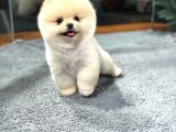 Şov Kali̇te Pomerani̇an Boo Bebekler