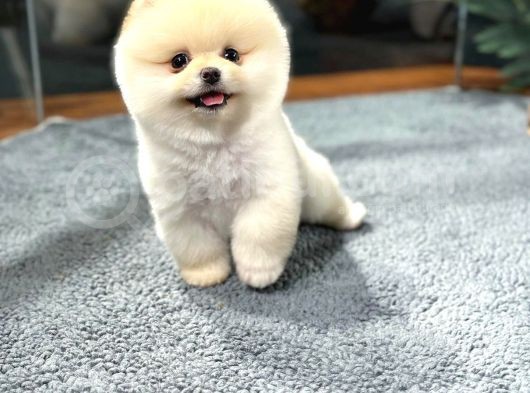 Şov Kali̇te Pomerani̇an Boo Bebekler görsel