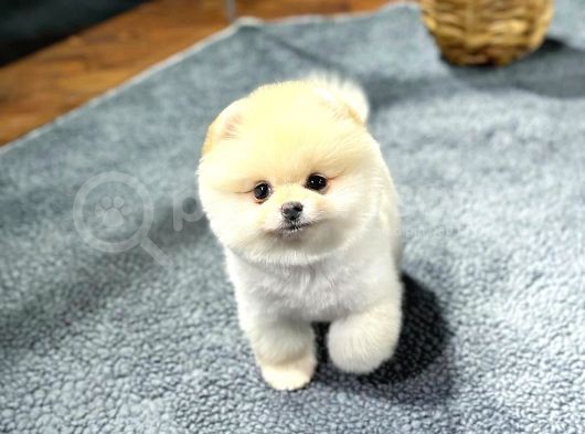 Şov Kali̇te Pomerani̇an Boo Bebekler görsel