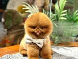 Bi̇r Benzeri̇ Daha Yok Çi̇kolata Pomerani̇an Bebek