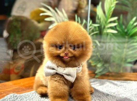 Bi̇r Benzeri̇ Daha Yok Çi̇kolata Pomerani̇an Bebek görsel