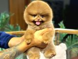 Bi̇r Benzeri̇ Daha Yok Çi̇kolata Pomerani̇an Bebek