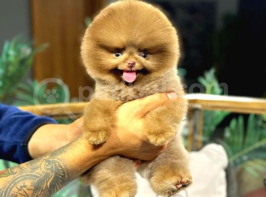 Bi̇r Benzeri̇ Daha Yok Çi̇kolata Pomerani̇an Bebek görsel
