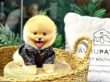 SAFKAN ORJİNAL POMERANİAN BOO DİŞİ VE ERKEK