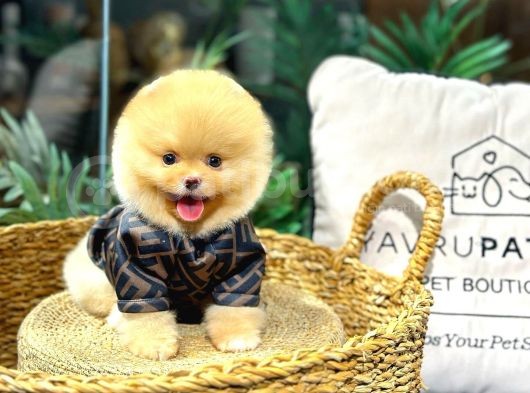 Safkan Orji̇nal Pomerani̇an Boo Di̇şi̇ Ve Erkek