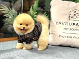 Safkan Orji̇nal Pomerani̇an Boo Di̇şi̇ Ve Erkek