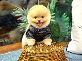 Safkan Orji̇nal Pomerani̇an Boo Di̇şi̇ Ve Erkek