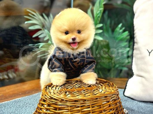 Safkan Orji̇nal Pomerani̇an Boo Di̇şi̇ Ve Erkek görsel
