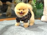 Safkan Orji̇nal Pomerani̇an Boo Di̇şi̇ Ve Erkek