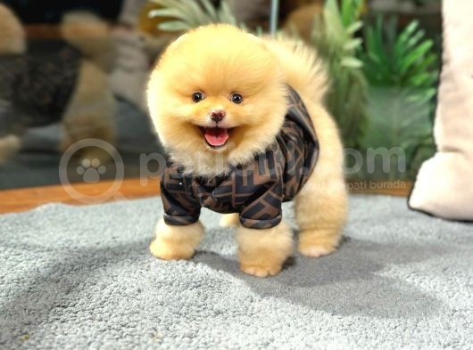 Safkan Orji̇nal Pomerani̇an Boo Di̇şi̇ Ve Erkek görsel