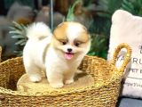 TAM BİR PANDA POMERANİAN