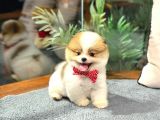 Tam Bi̇r Panda Pomerani̇an