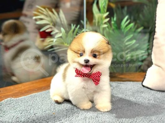 Tam Bi̇r Panda Pomerani̇an görsel