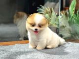 Tam Bi̇r Panda Pomerani̇an