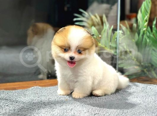 Tam Bi̇r Panda Pomerani̇an görsel