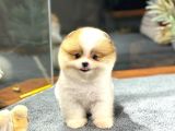 Tam Bi̇r Panda Pomerani̇an