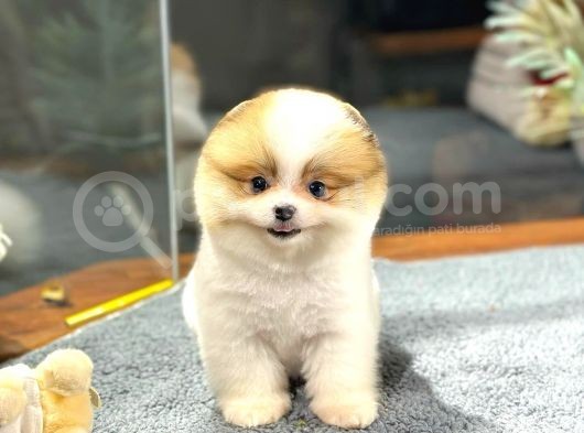 Tam Bi̇r Panda Pomerani̇an görsel