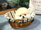 POMERANİAN BOO TEDDY BEAR FACE HARİKA GÜZELLİK