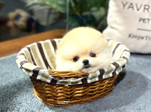 Pomerani̇an Boo Teddy Bear Face Hari̇ka Güzelli̇k