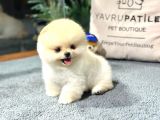 Pomerani̇an Boo Teddy Bear Face Hari̇ka Güzelli̇k