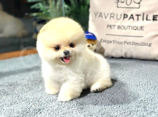 Pomerani̇an Boo Teddy Bear Face Hari̇ka Güzelli̇k görsel