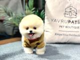 Pomerani̇an Boo Teddy Bear Face Hari̇ka Güzelli̇k