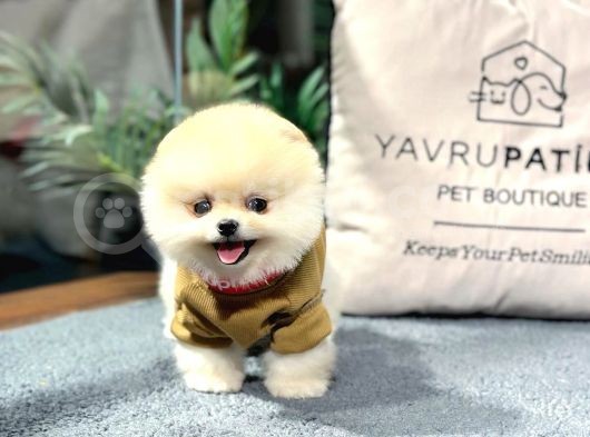 Pomerani̇an Boo Teddy Bear Face Hari̇ka Güzelli̇k görsel