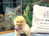 TEACUP POMERANİAN BOO YAVRULARI
