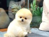 Pomerani̇an Boo Teddy Bear Face Hari̇ka Güzelli̇k