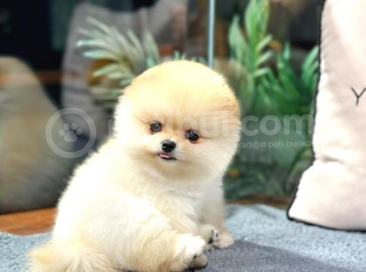 Pomerani̇an Boo Teddy Bear Face Hari̇ka Güzelli̇k görsel